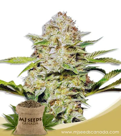 Glitter Glue Strain Feminized Marijuana Seeds