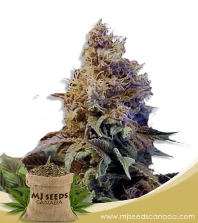 God's Gift Strain Feminized Marijuana Seeds God's Gift Strain Feminized Marijuana Seeds