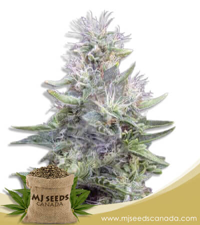 Gorilla Cake Strain Autoflowering Marijuana Seeds