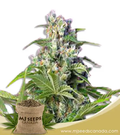 Gorilla Mint Strain Feminized Marijuana Seeds