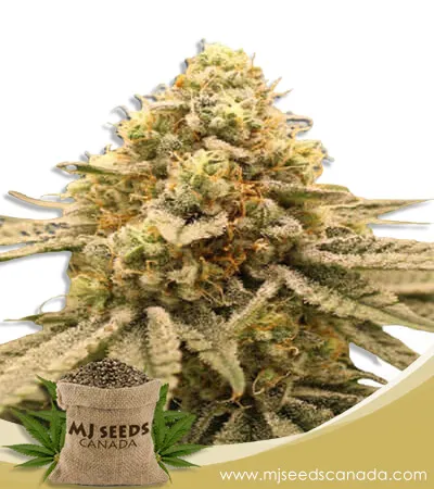 Gorilla Punch Strain Feminized Marijuana Seeds