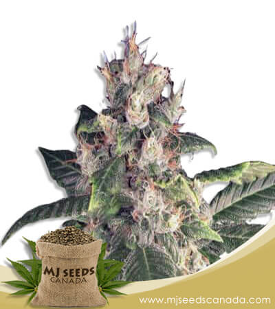 Grape Drink Strain Autoflowering Marijuana Seeds