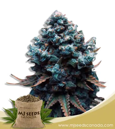 Grape Drink Strain Feminized Marijuana Seeds Grape Drink Strain Feminized Marijuana Seeds