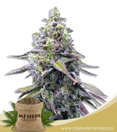 Green Apple Pie Strain Feminized Marijuana Seeds