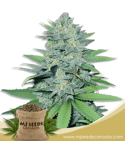 Green Crack Strain Autoflowering Marijuana Seeds