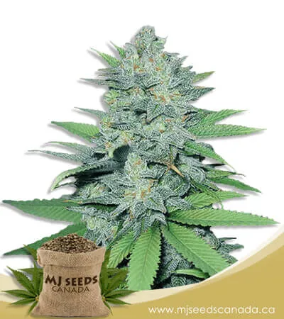 Green Crack Strain Feminized Marijuana Seeds