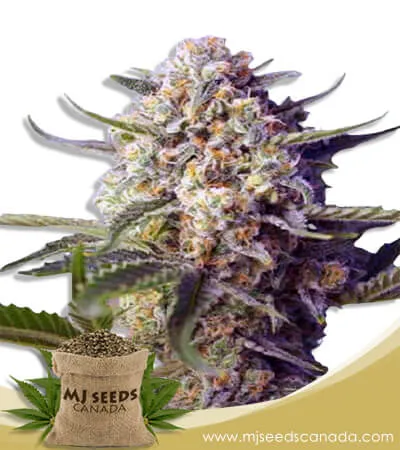 Green Dream Strain Autoflowering Marijuana Seeds Green Dream Strain Autoflowering Marijuana Seeds
