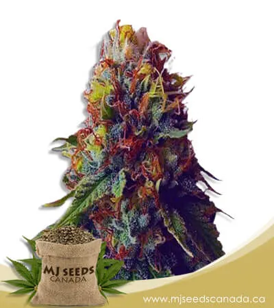 Green Goblin Strain Feminized Marijuana Seeds Green Goblin Strain Feminized Marijuana Seeds