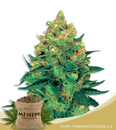 Hash Plant Strain Feminized Marijuana Seeds
