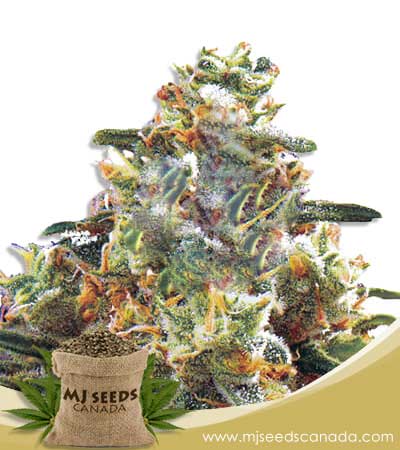 Hawaiian Gold Autoflowering Marijuana Seeds