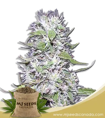Hawaiian Skunk Strain Autoflowering Marijuana Seeds Hawaiian Skunk Strain Autoflowering Marijuana Seeds