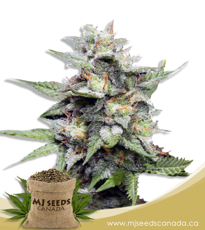 Hawaiian Skunk Strain Feminized Marijuana Seeds