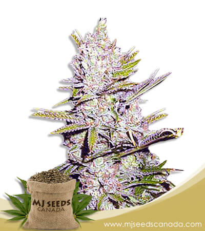 Haze Xtreme Regular Marijuana Seeds