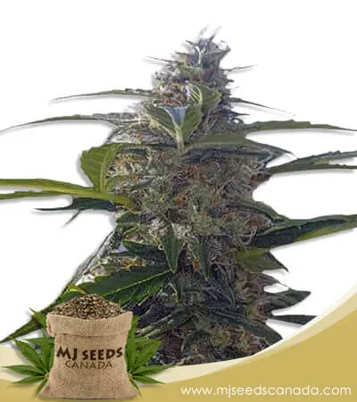 Headband Strain Autoflowering Marijuana Seeds