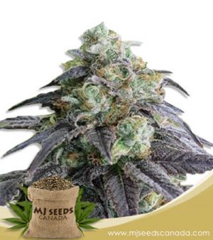 Headband Strain Feminized Marijuana Seeds