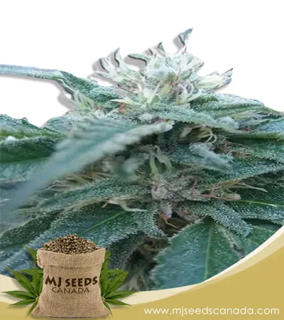 Hemlock Strain Autoflowering Marijuana Seeds Hemlock Strain Autoflowering Marijuana Seeds