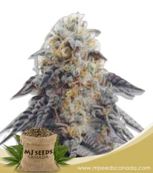 Hippie Crippler Strain Autoflowering Marijuana Seeds