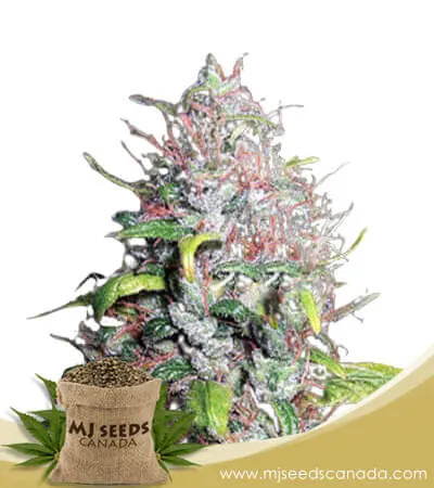 Island Sweet Skunk Strain Autoflowering Marijuana Seeds Island Sweet Skunk Strain Autoflowering Marijuana Seeds