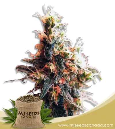 Hilly Billy Jean Strain Feminized Marijuana Seeds Hilly Billy Jean Strain Feminized Marijuana Seeds