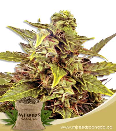 Juicy Fruit Strain Autoflowering Marijuana Seeds