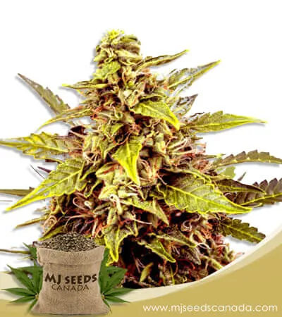 Juicy Fruit Strain Feminized Marijuana Seeds