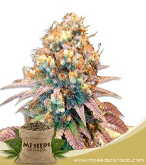 Jungle Juice Strain Autoflowering Marijuana Seeds