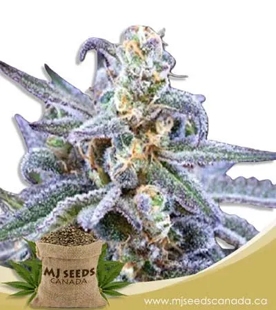 Killer Blue Strain Autoflowering Marijuana Seeds Killer Blue Strain Autoflowering Marijuana Seeds