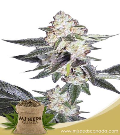 King Louis XIII Autoflowering Marijuana Seeds