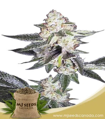 King Louis XIII Autoflowering Marijuana Seeds King Louis XIII Autoflowering Marijuana Seeds