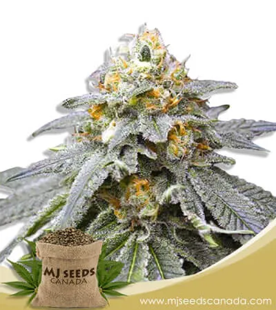 King's Bread Strain Autoflowering Marijuana Seeds