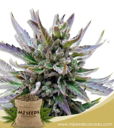 Lamb's Breath Strain Feminized Marijuana Seeds
