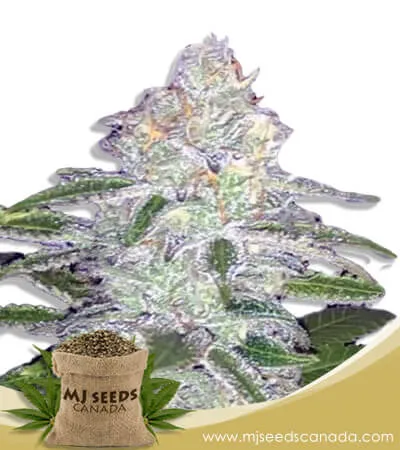 Lemon Sherbert Strain Feminized Marijuana Seeds Lemon Sherbert Strain Feminized Marijuana Seeds