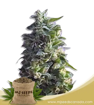 Lime Green Skunk Feminized Marijuana Seeds