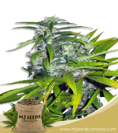 Mango Haze Autoflowering Marijuana Seeds Mango Haze Autoflowering Marijuana Seeds