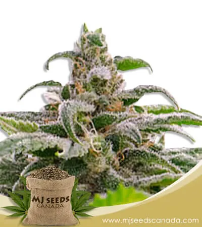 Maui Wowie Strain Autoflowering Marijuana Seeds