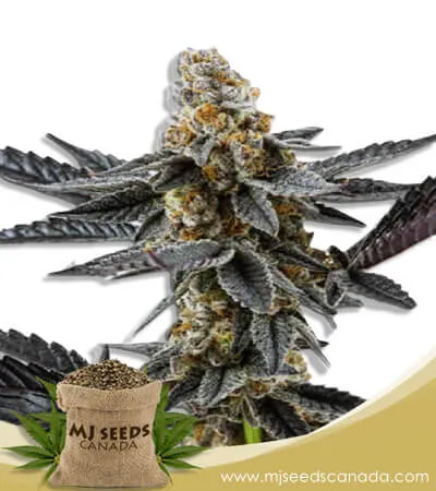 Meat Breath Strain Autoflowering Marijuana Seeds Meat Breath Strain Autoflowering Marijuana Seeds