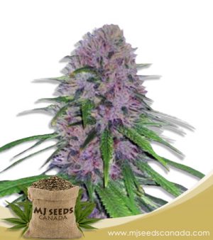 Mendo Breath Strain Autoflowering Marijuana Seeds