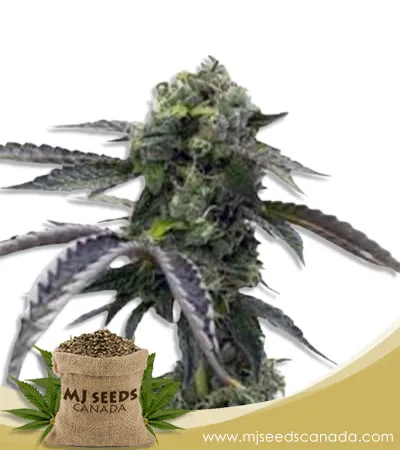 Morning Rose Strain Feminized Marijuana Seeds Morning Rose Strain Feminized Marijuana Seeds