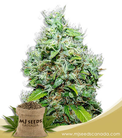 NYC Diesel Strain Autoflowering Marijuana Seeds