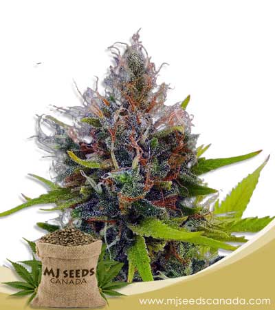 Northern Berry Strain Autoflowering  Marijuana Seeds