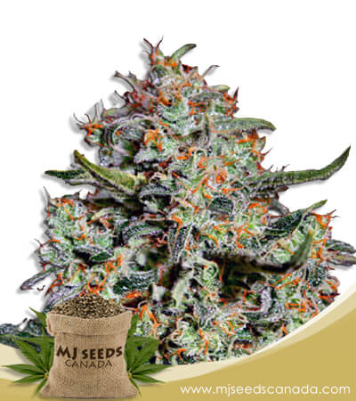 Northern Mango Strain Autoflowering Marijuana Seeds