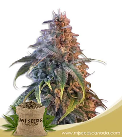 Nuken Strain Feminized Marijuana Seeds