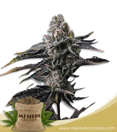 OG Banana Punch Strain Feminized Marijuana Seeds OG Banana Punch Strain Feminized Marijuana Seeds
