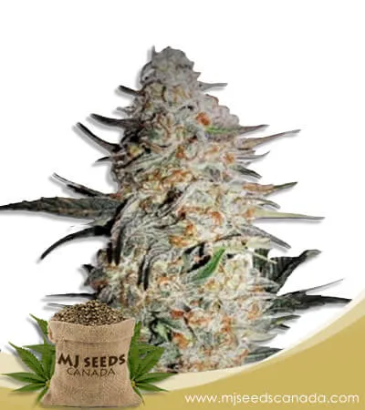OG Punch Strain Feminized Marijuana Seeds OG Punch Strain Feminized Marijuana Seeds