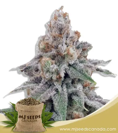 OG Wedding Strain Feminized Marijuana Seeds OG Wedding Strain Feminized Marijuana Seeds