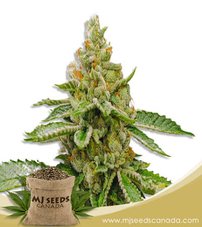 Orange Cake Strain Autoflowering Marijuana Seeds