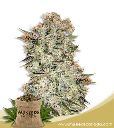 Original Skunk Strain Regular Marijuana Seeds