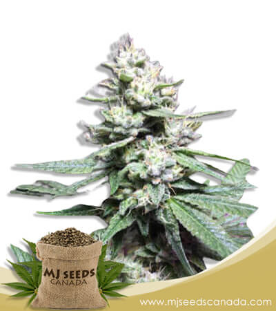 Papaya Glue Strain Feminized Marijuana Seeds