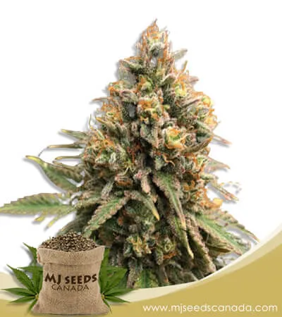 Peanut Butter Haze Feminized Marijuana Seeds Peanut Butter Haze Feminized Marijuana Seeds