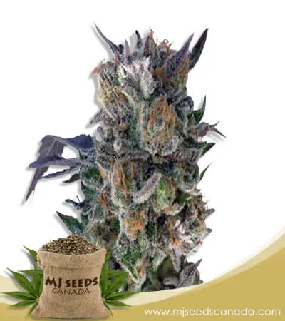 Phantom Cookies Strain Feminized Marijuana Seeds Phantom Cookies Strain Feminized Marijuana Seeds